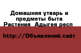 Домашняя утварь и предметы быта Растения. Адыгея респ.